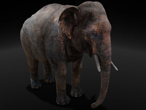 Elefante Modello 3D