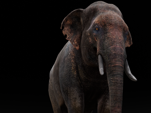 Elephant Model 3D