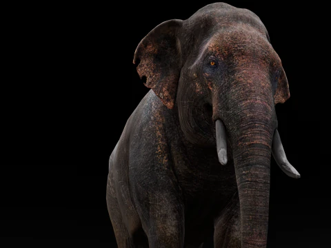 Elefante Modello 3D