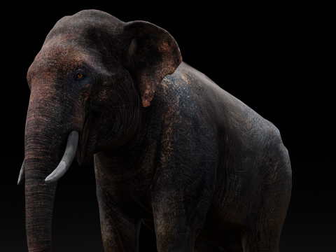 Elephant Model 3D