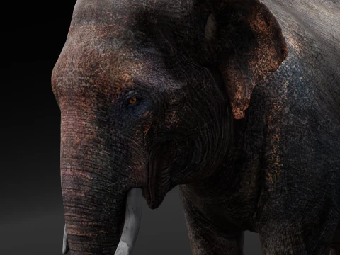 Elefante Modello 3D