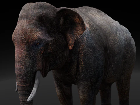 Elefante Modello 3D