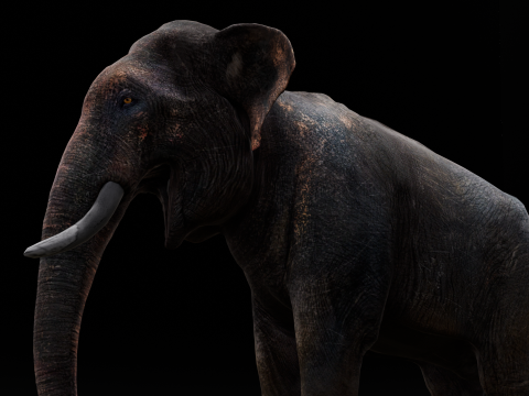 Elephant Model 3D