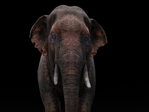 Elephant Model 3D