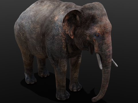Elephant Model 3D