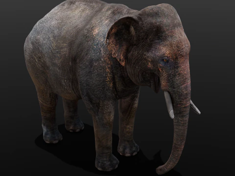 Elefante Modello 3D
