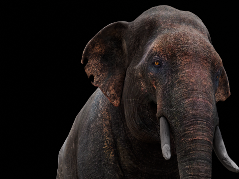 Elephant Model 3D