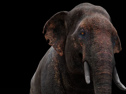 Elefante Modello 3D