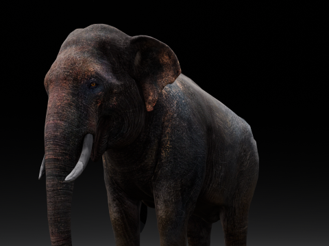 Elephant Model 3D