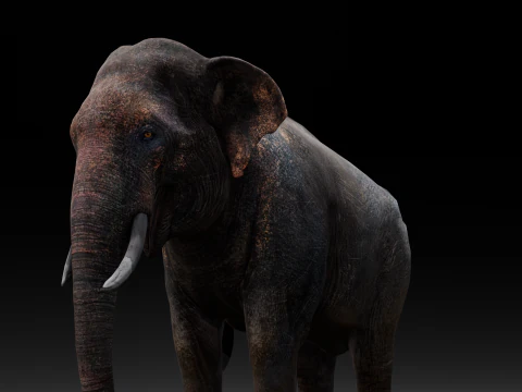 Elefante Modello 3D
