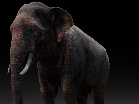 Elephant Model 3D