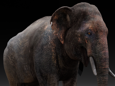 Elephant Model 3D