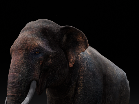 Elephant Model 3D