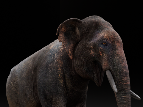 Elephant Model 3D