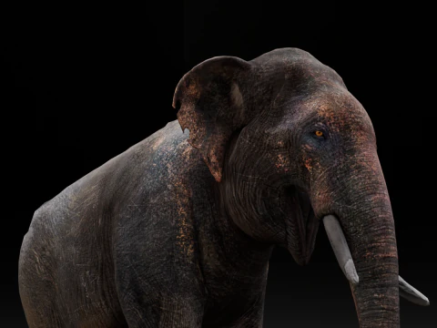 Elefante Modello 3D