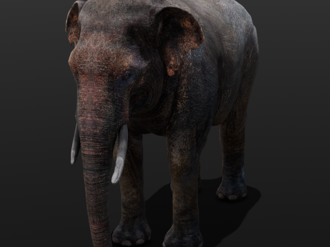 Elephant Model 3D