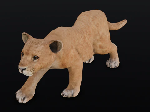 Baby Lion Animated 3D Model