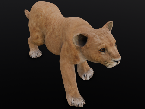 Baby Lion Animated 3D 모델