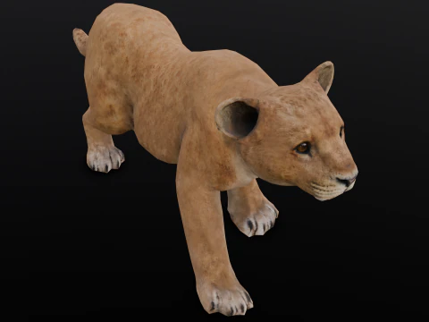 Baby Lion Animated 3D Model