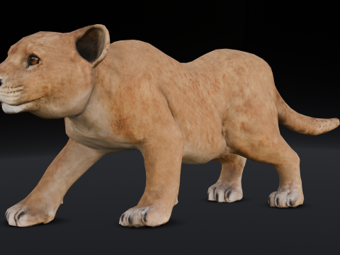 Baby Lion Animated 3D 모델