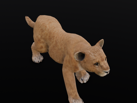 Baby Lion Animated 3D 모델