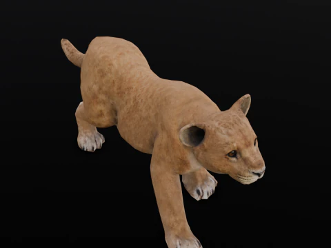 Baby Lion Animated 3D Model