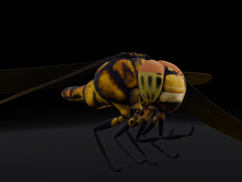 Dragonfly Animated 3D Model