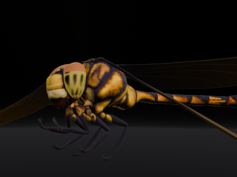 Dragonfly Animated 3D Модель
