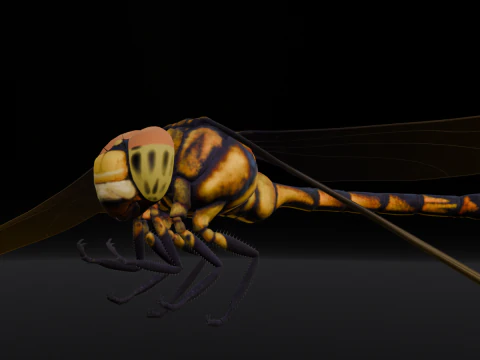 Dragonfly Animated 3D Model