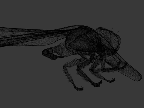 Dragonfly Animated 3D Model