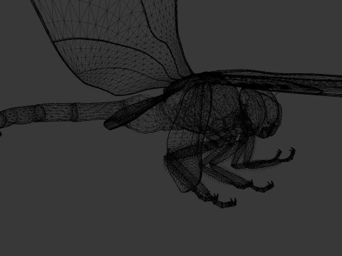Dragonfly Animated 3D Model