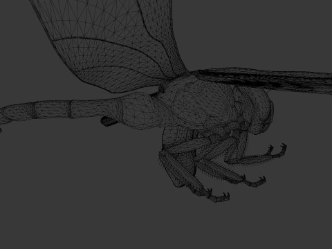 Dragonfly Animated 3D Model