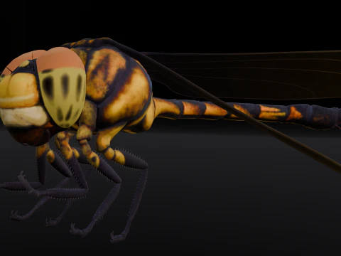 Dragonfly Animated 3D Model