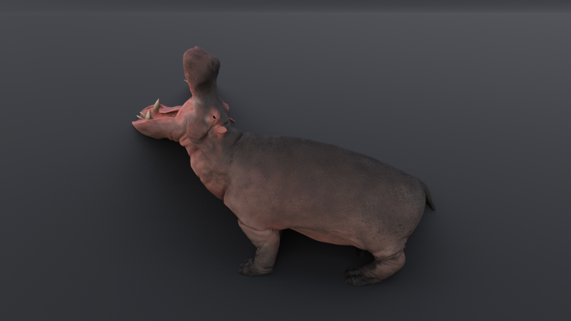 Animated hippopotamus 3D Model .c4d .max .obj .3ds .fbx .stl .blend 