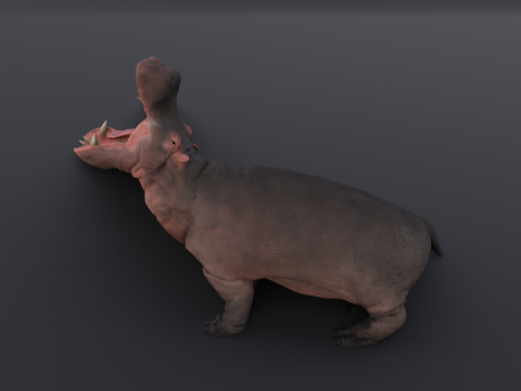 Animated hippopotamus 3D मॉडल