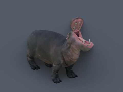 Animated hippopotamus 3D Model