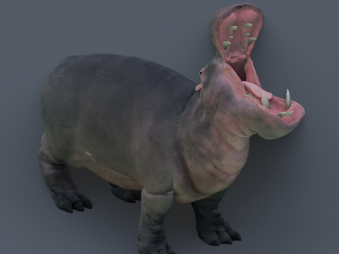 Animated hippopotamus 3D Model