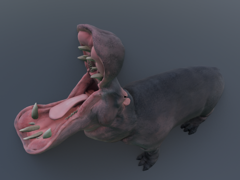 Animated hippopotamus 3D Model