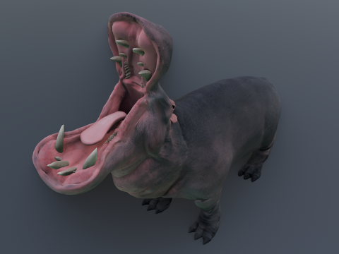 Animated hippopotamus 3D Model