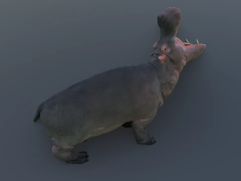 Animated hippopotamus 3D Model