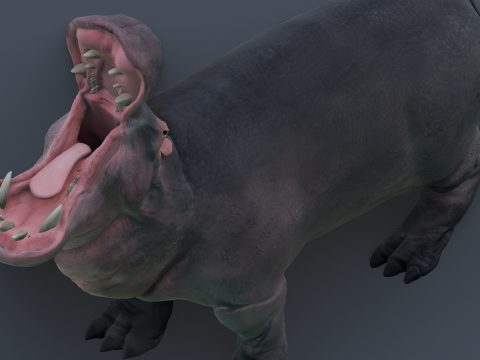 Animated hippopotamus 3D Model