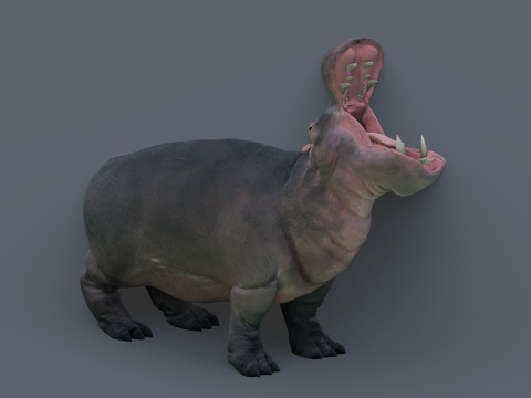 Animated hippopotamus 3D Model