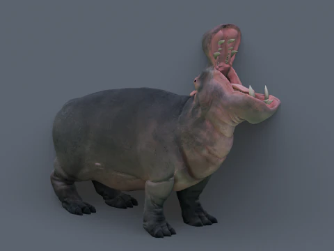 Animated hippopotamus 3D Model