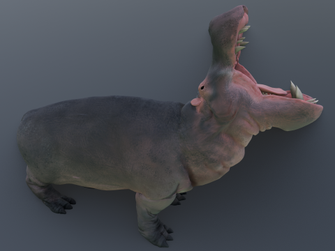 Animated hippopotamus 3D Model
