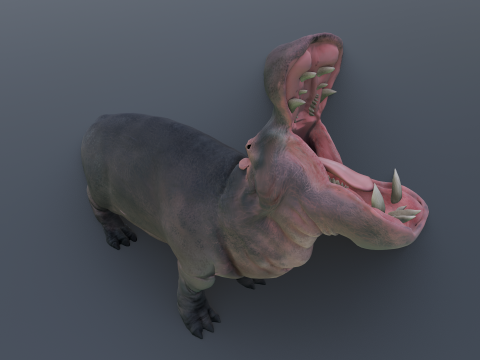 Animated hippopotamus 3D Model