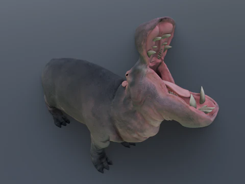 Animated hippopotamus 3D Model