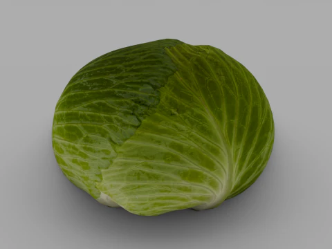Cabbage 3D Model