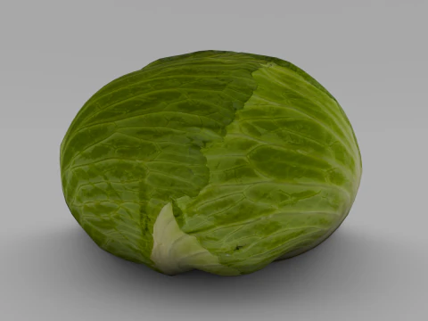 Cabbage 3D Model