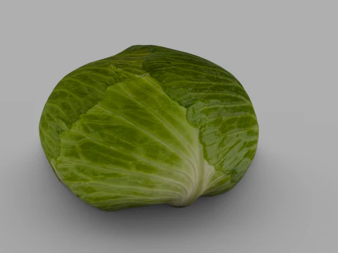 Cabbage 3D Model