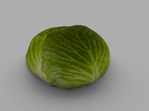 Cabbage 3D Model